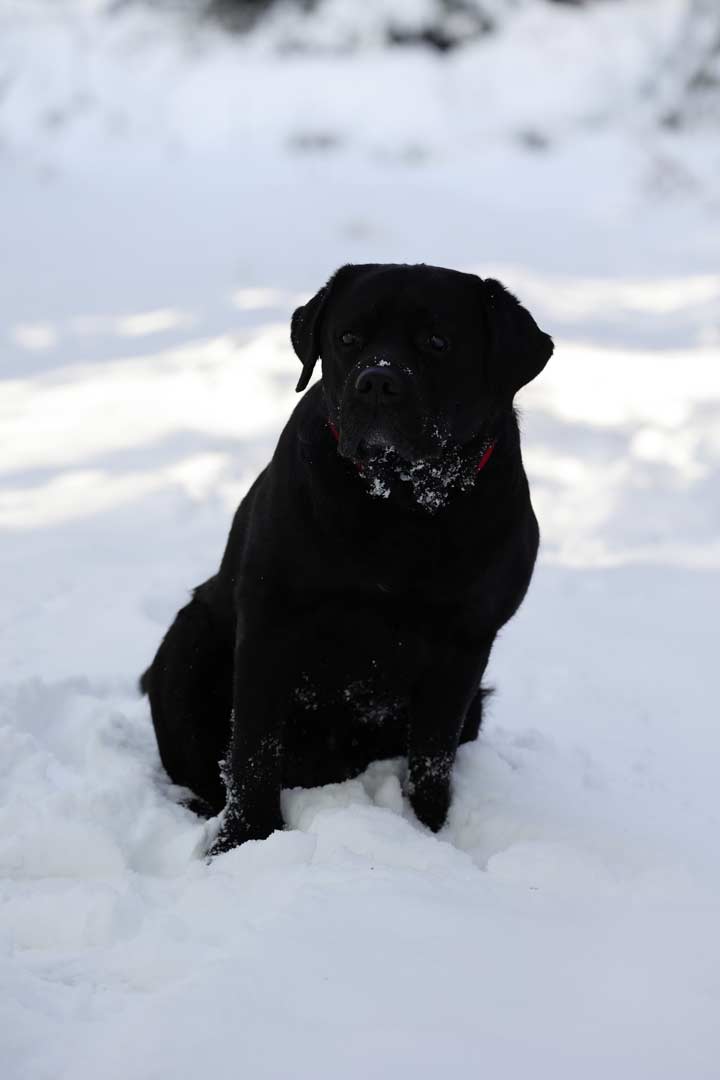 Schwarzer Hund im Schnee, unterbelichtet