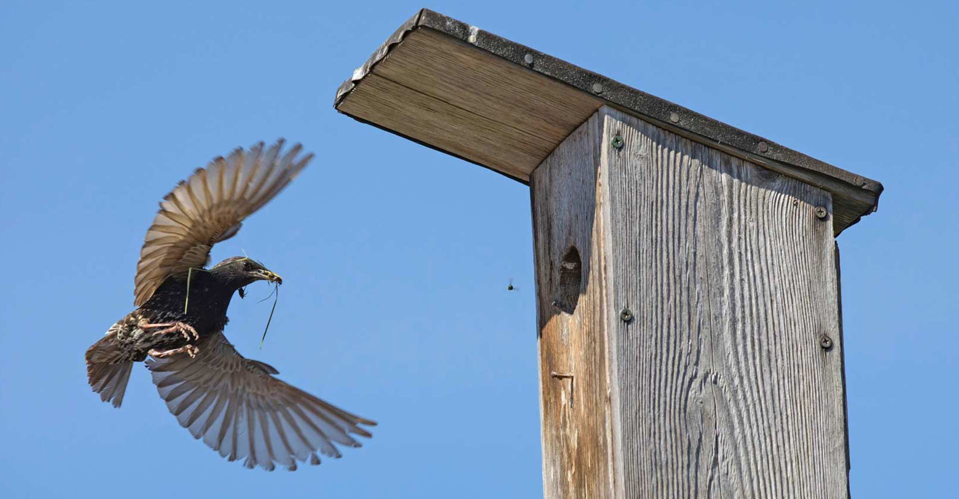 Tipps zur Vogelfotografie